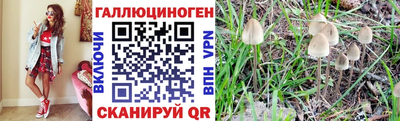 Галлюциногенные грибы Psilocybine cubensis  Бердск 